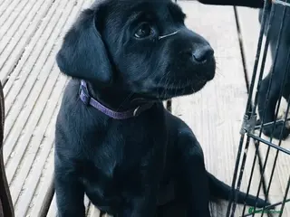 Labrador Retriever dogs Gorgeous KC Registered Labrador Puppies - Advert 1