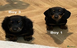 Miniature Dachshund dogs for sale: ✨ Gorgeous Miniature Dachshund Puppies ✨ - Image 7