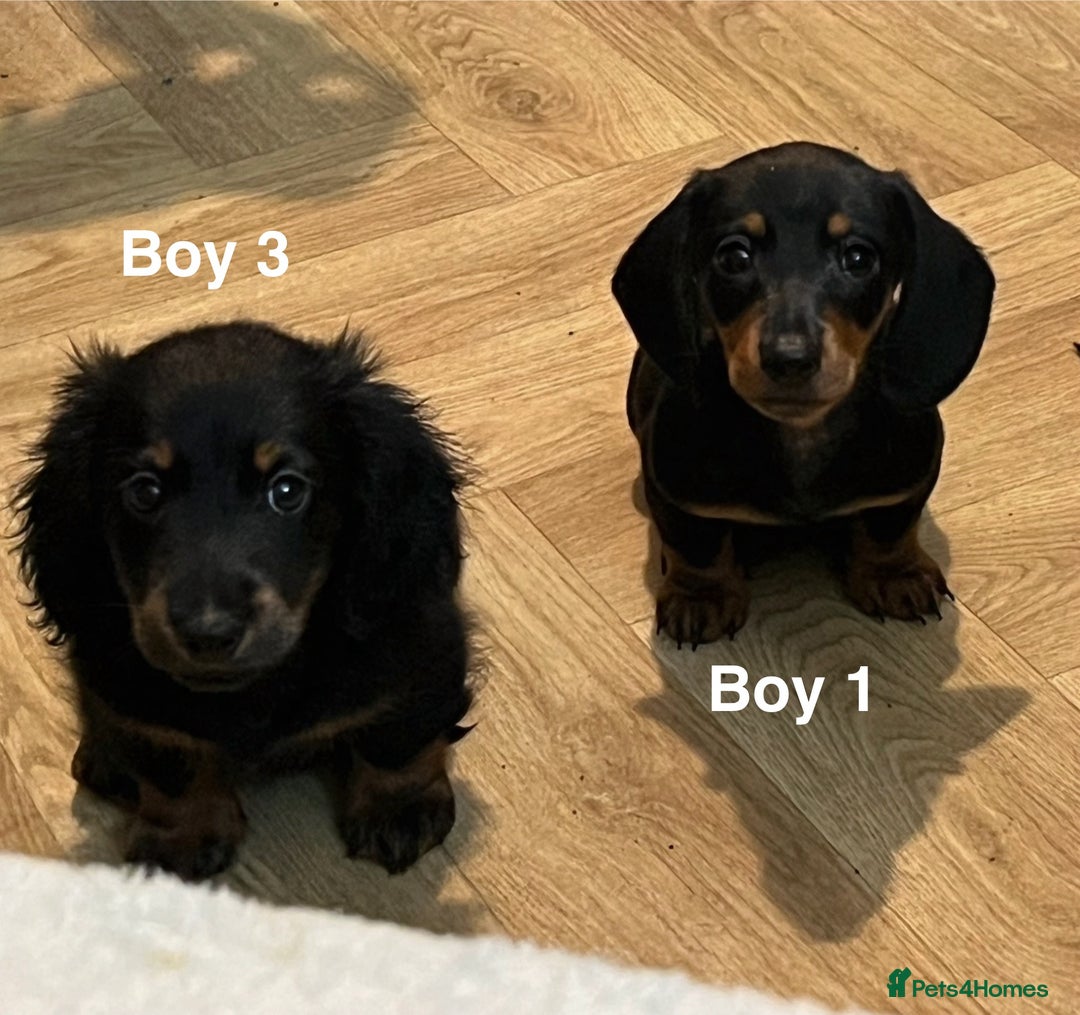 Miniature Dachshund dogs for sale: ✨ Gorgeous Miniature Dachshund Puppies ✨ - Image 7