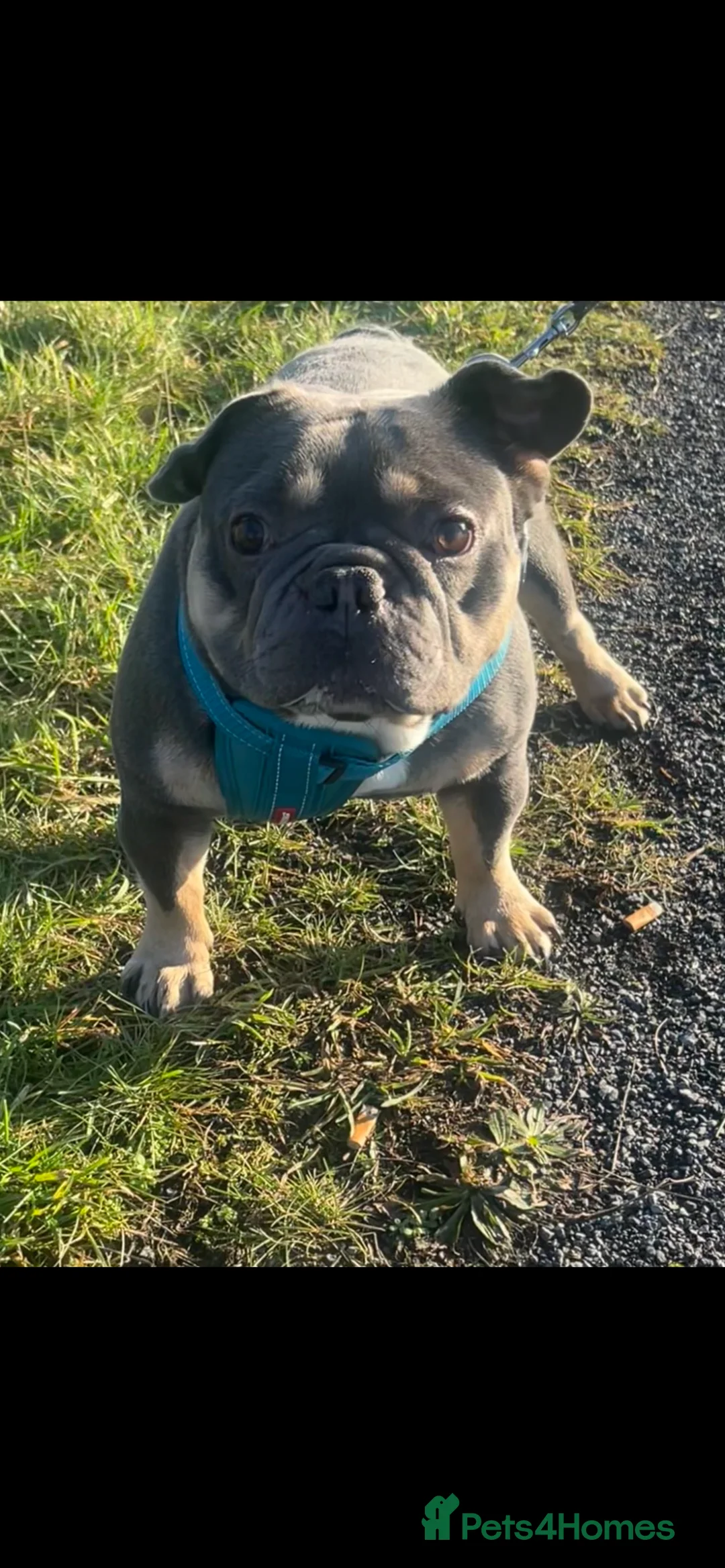 French Bulldog dogs for sale: BLUE! - Advert 1