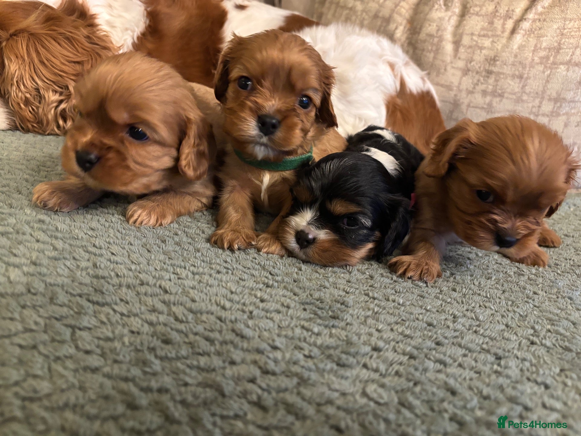 Cavalier King Charles Spaniel dogs Full Breed Cavalier King Charles Spaniels  - Advert 7