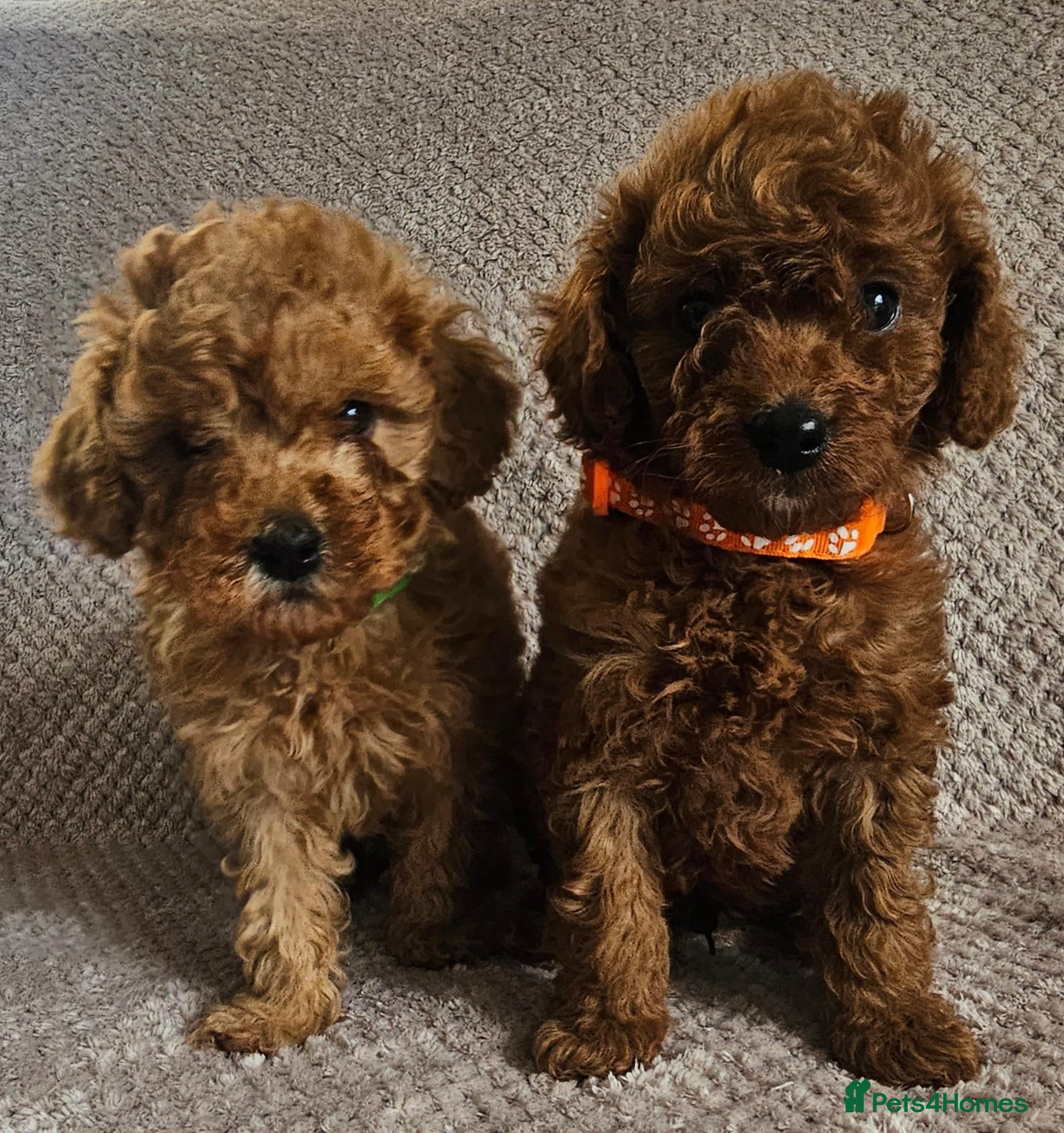 Cavapoo dogs F1b Cavapoo Puppies!!  - Advert 2