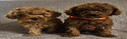 Cavapoo dogs for sale: F1b Cavapoo Puppies!!  - Advert 2