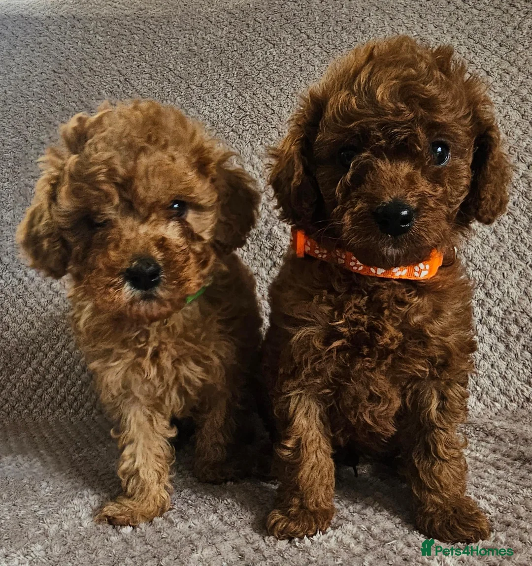 Cavapoo dogs for sale: F1b Cavapoo Puppies!!  - Advert 2