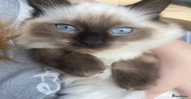 Ragdoll cats - Advert 13