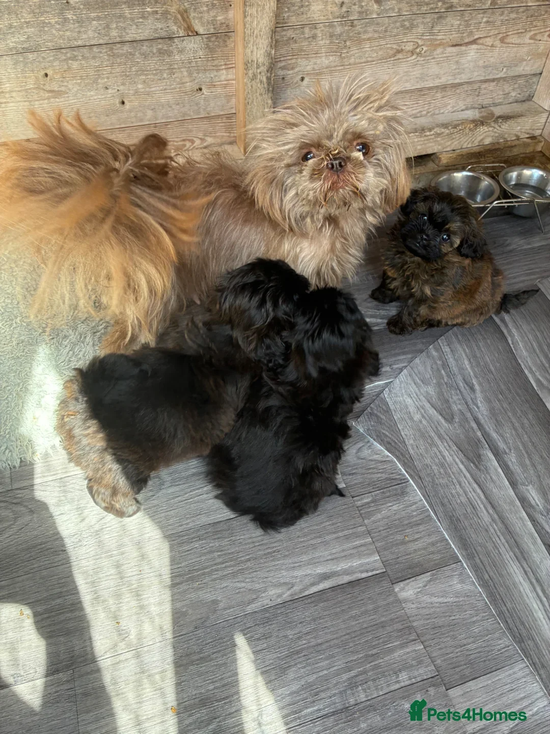 Shihpoo dogs for sale: Imperial Shihpoo Female Puppy in Eye - Advert 2