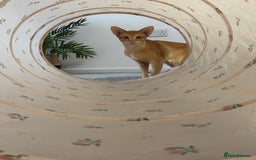 Oriental cats for sale: Male neutered oriental cat  - Image 8