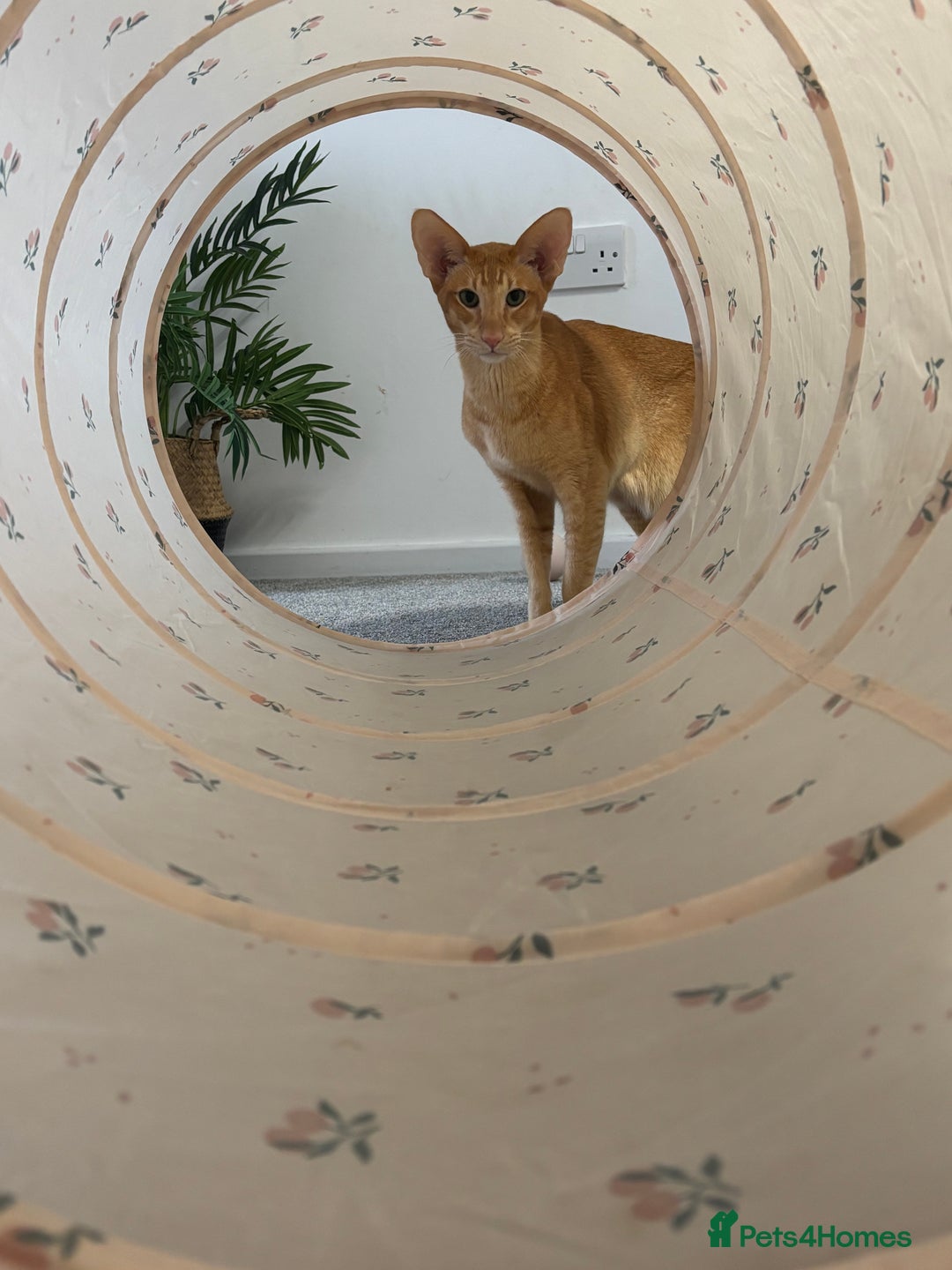 Oriental cats for sale: Male neutered oriental cat  - Image 8