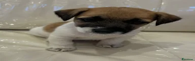 Jack Russell 2