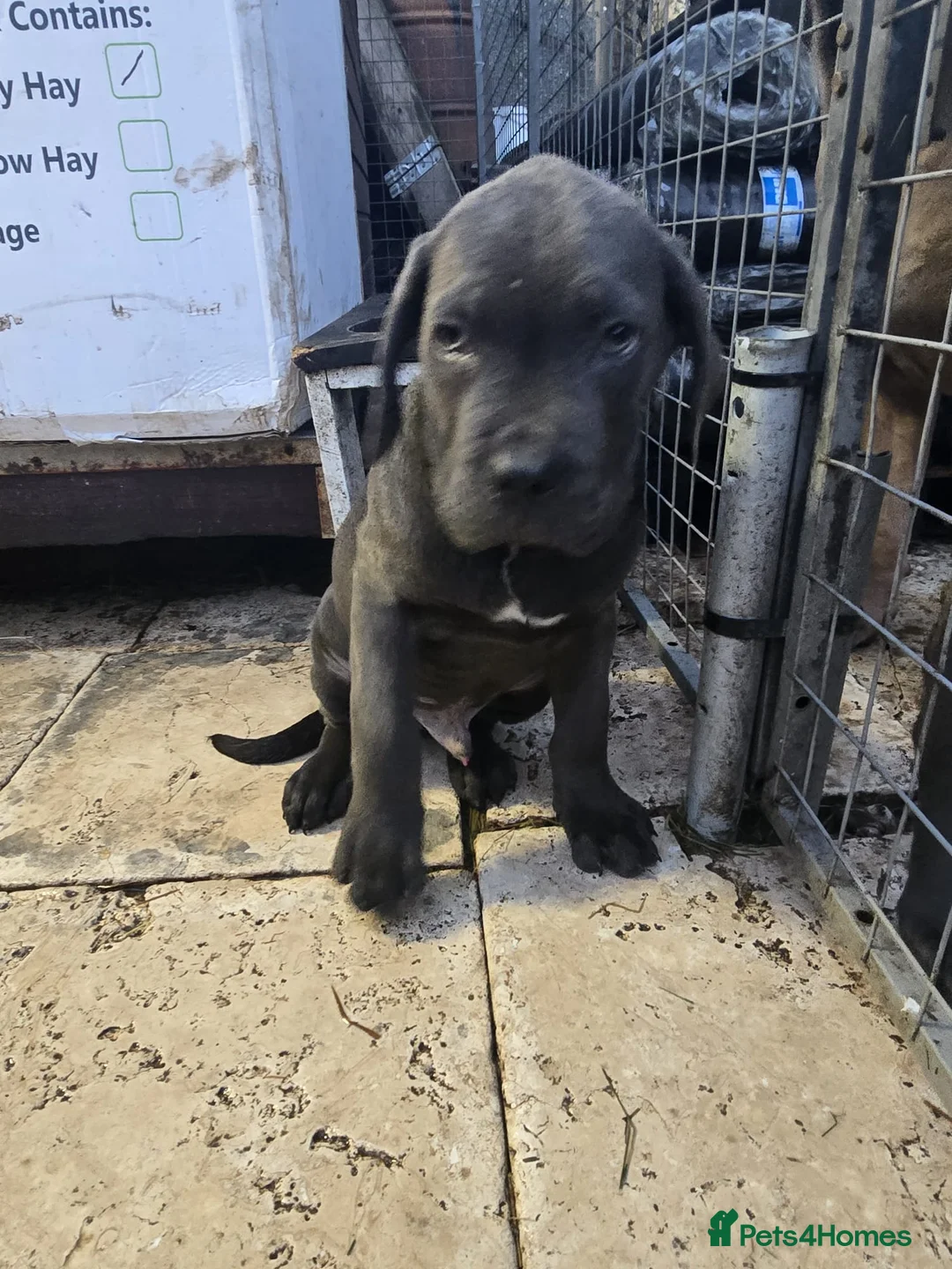 Cane Corso dogs for sale: Beautiful Cane Corso puppies available - Advert 20