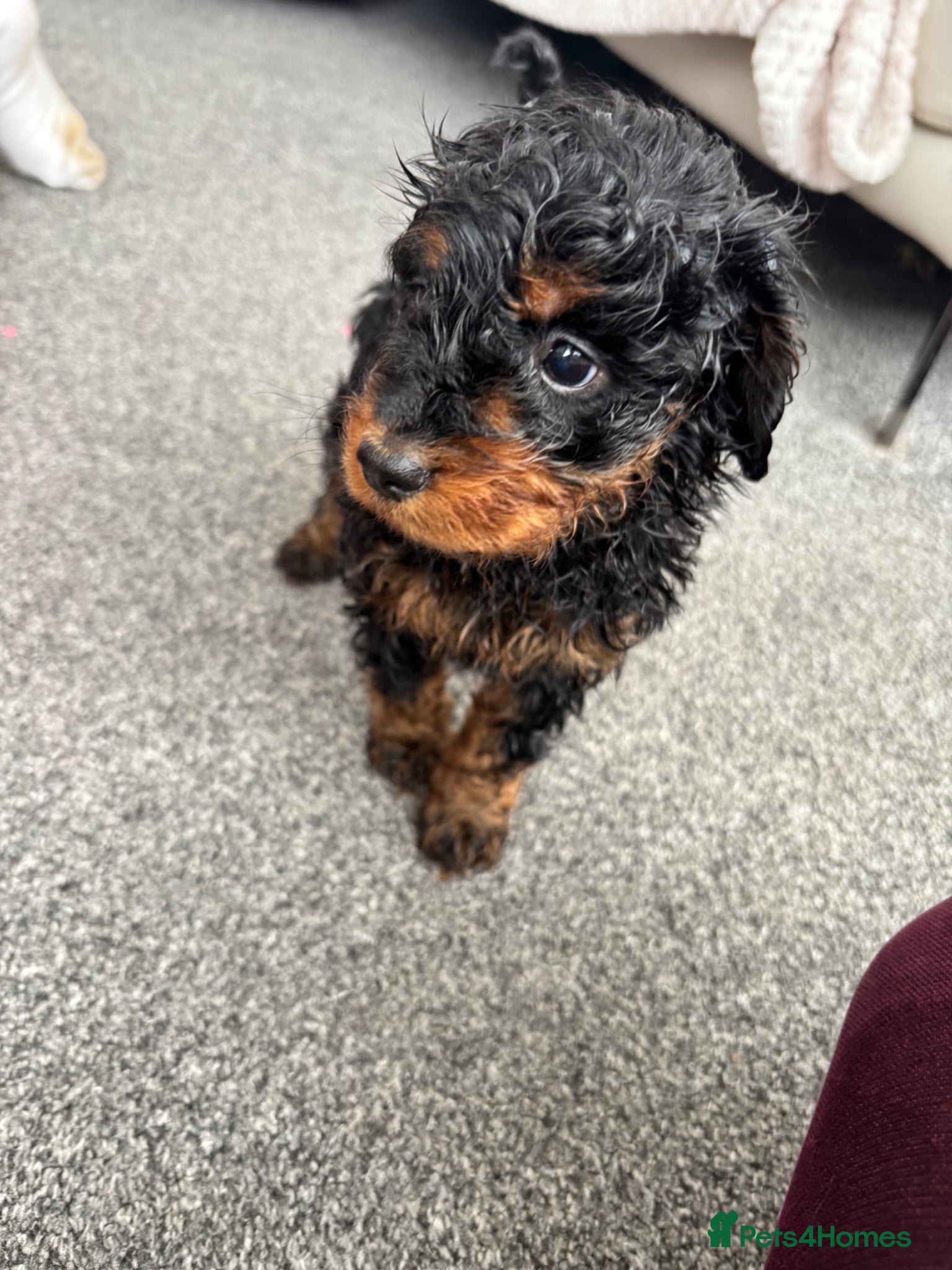 Cockapoo dogs Stunning F1 Cockapoos *LAST 2 REMAINING* - Advert 14