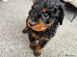 Cockapoo dogs Stunning F1 Cockapoos *LAST 2 REMAINING* - Advert 14