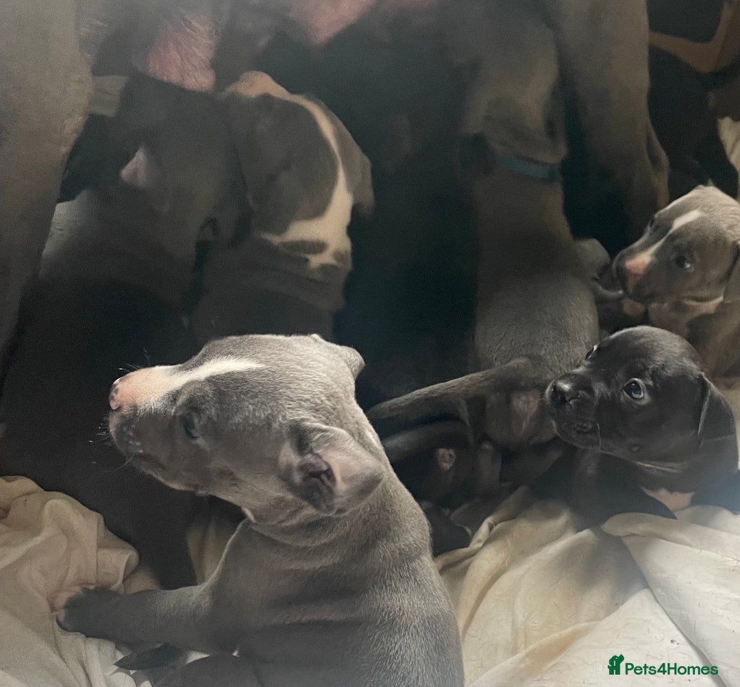 Staffordshire Bull Terrier dogs for sale: Original "Old-Blood" Black/Blue Staff pups *RARE* - Image 11