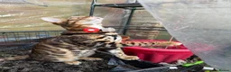 Bengal cats for sale: ❤️⭐️ Exceptional Bengal Male ⭐️❤️ - Advert 5
