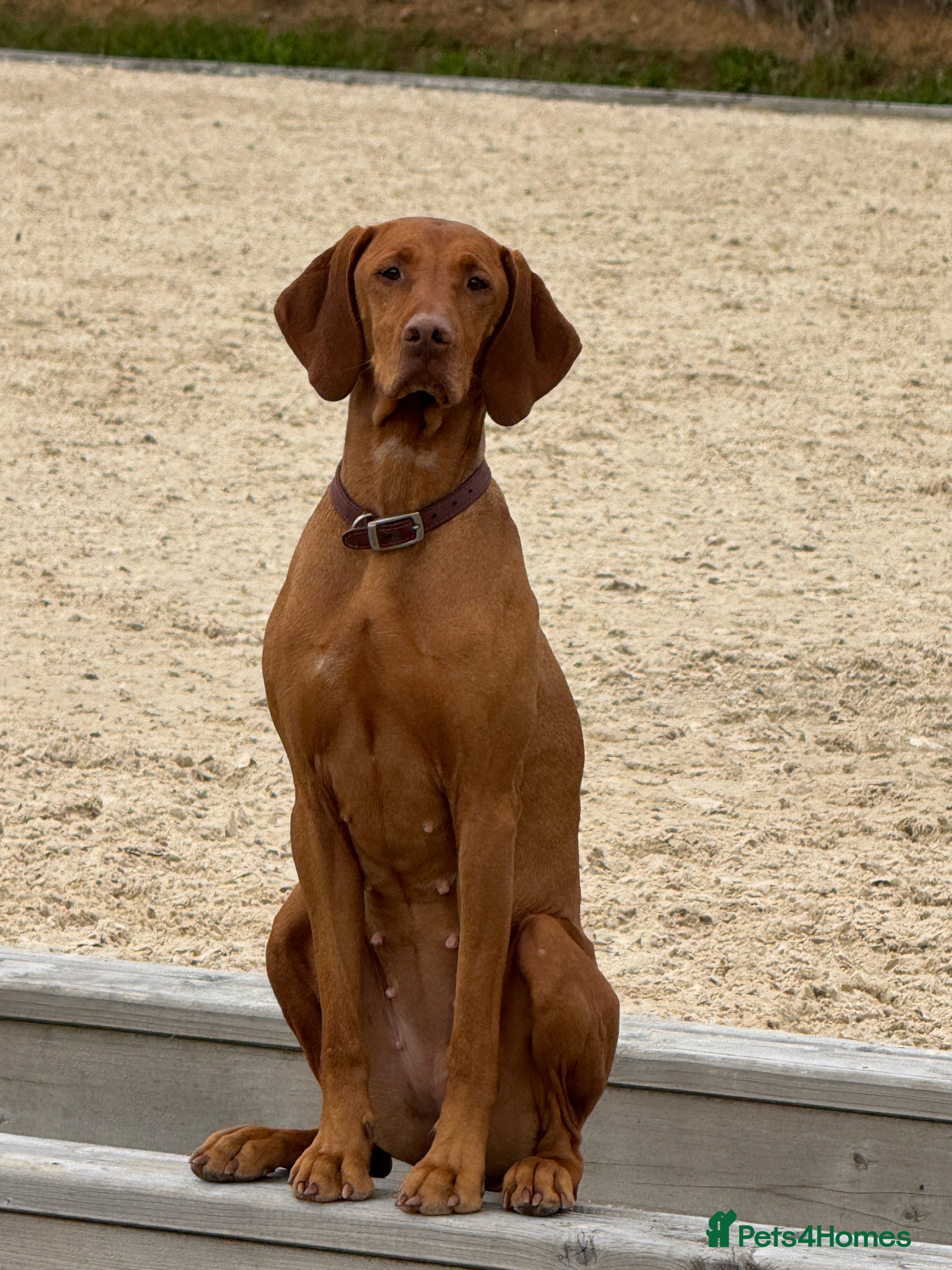 Hungarian Vizsla dogs Beautiful Hungarian vizsla puppies  in Lanark - Advert 9