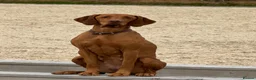 Hungarian Vizsla dogs for sale: Beautiful Hungarian vizsla puppies  in Lanark - Advert 1
