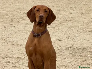 Hungarian Vizsla dogs Beautiful Hungarian vizsla puppies in Lanark - Advert 9