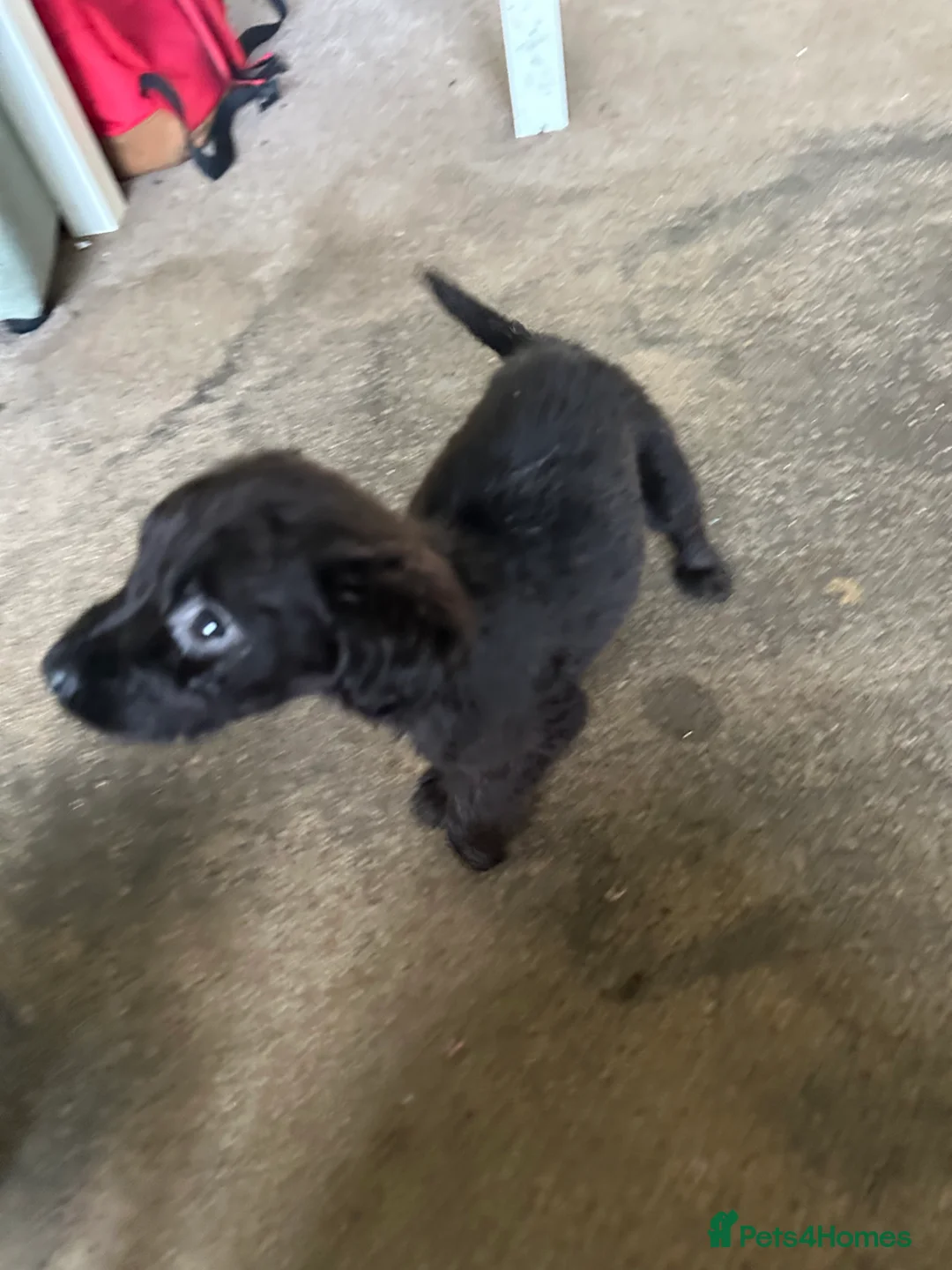 Mixed Breed dogs for sale: Puppies - Advert 7