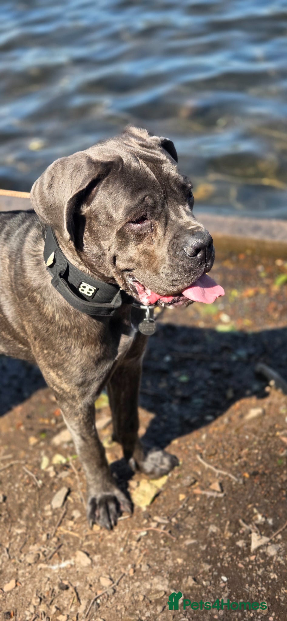 Cane Corso dogs 9 month old cane corso  - Advert 1