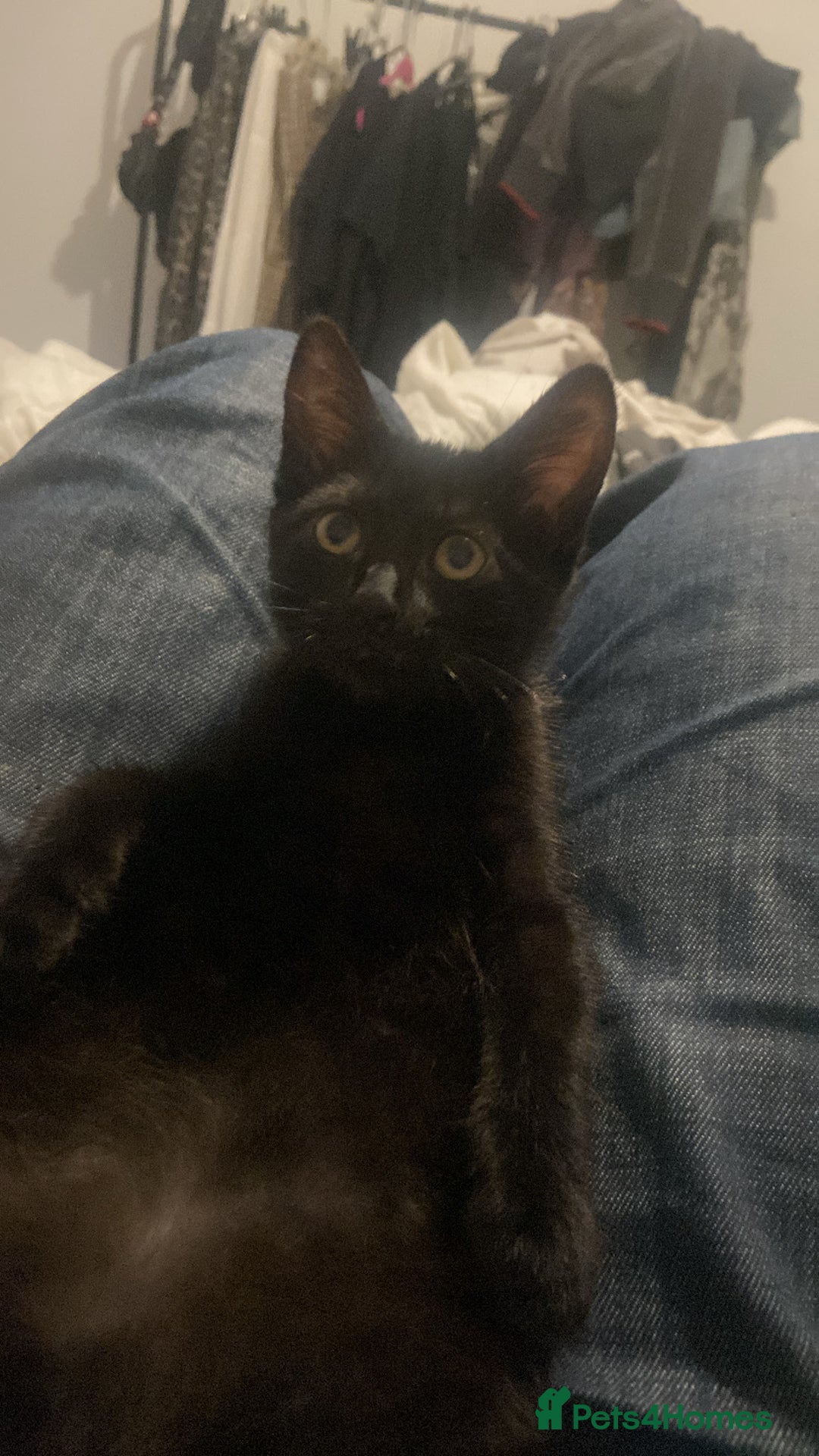 American Shorthair cats for sale: Dahlia- 8 Week Old American Shorthair Kitten - Image 6