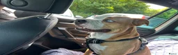 Mixed Breed dogs for sale: Old tyme bulldog cross  - Advert 3