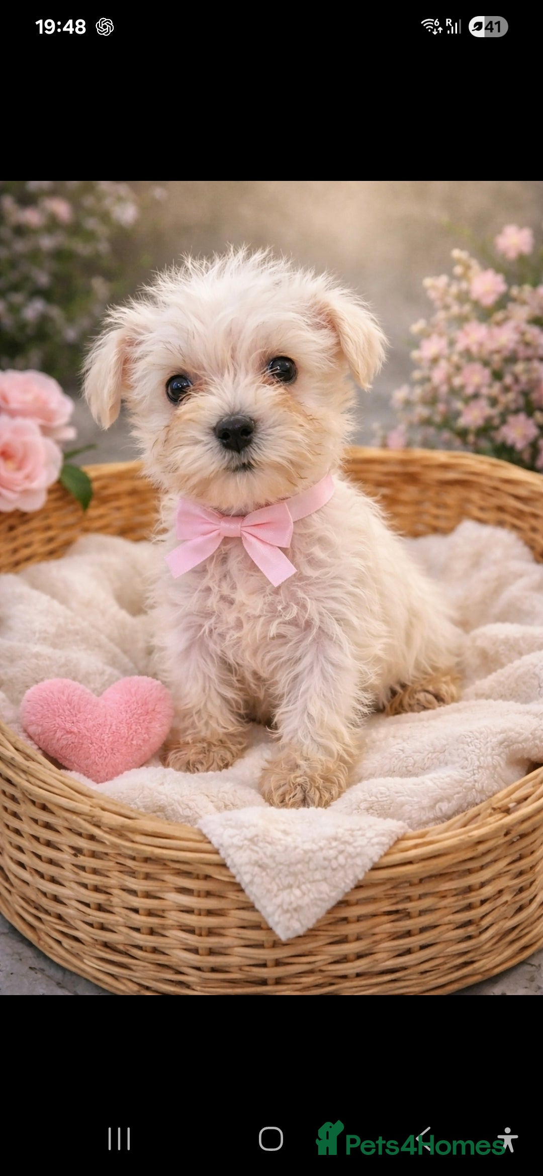 Miniature Schnauzer dogs Miniature schnauzer READY NOW  - Advert 5