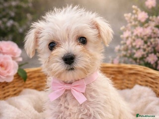 Miniature Schnauzer dogs Miniature schnauzer READY NOW - Advert 5