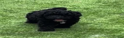 Toy Poodle dogs for sale: Toy Poodle puppies Health tested parents  - Advert 7