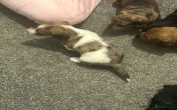 Miniature Dachshund dogs for sale: Miniature dachshunds  - Image 19