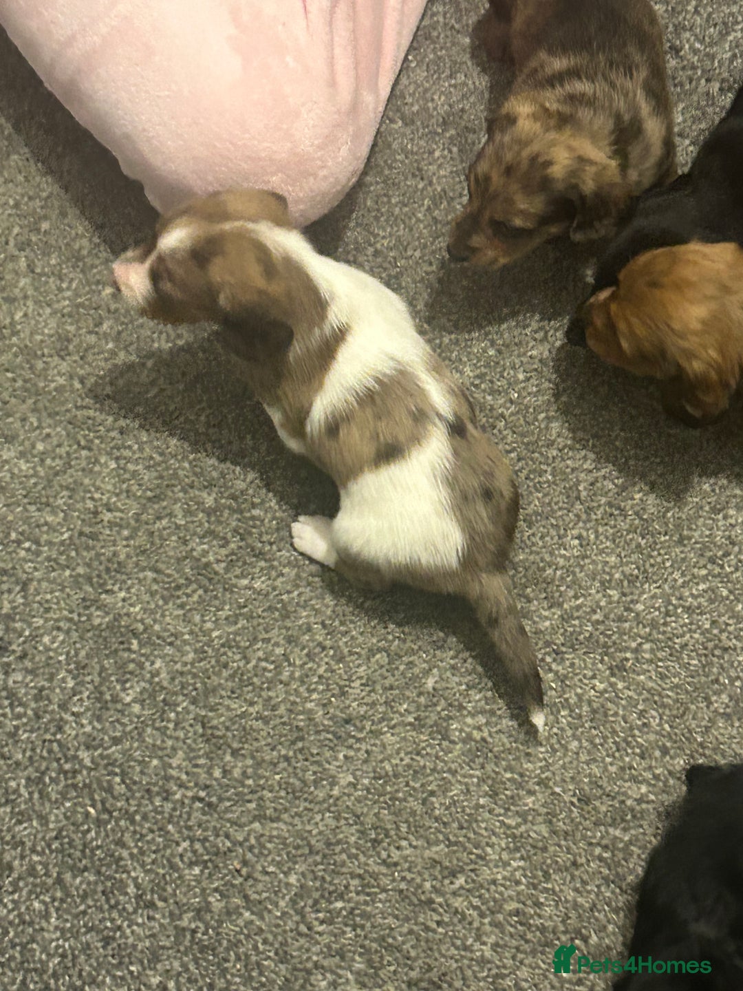 Miniature Dachshund dogs for sale: Miniature dachshunds  - Image 19