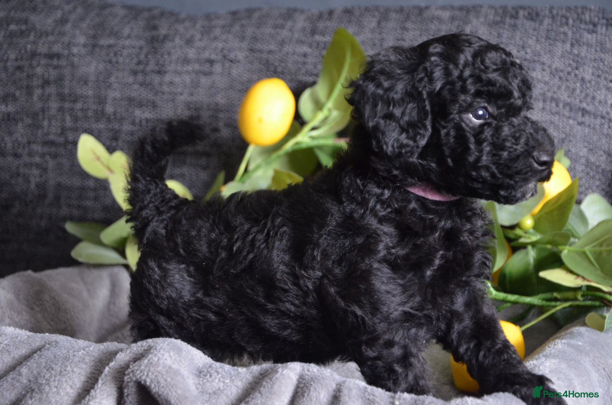 Miniature Poodle dogs   ONE GIRL LEFT Miniature poodles - Advert 8