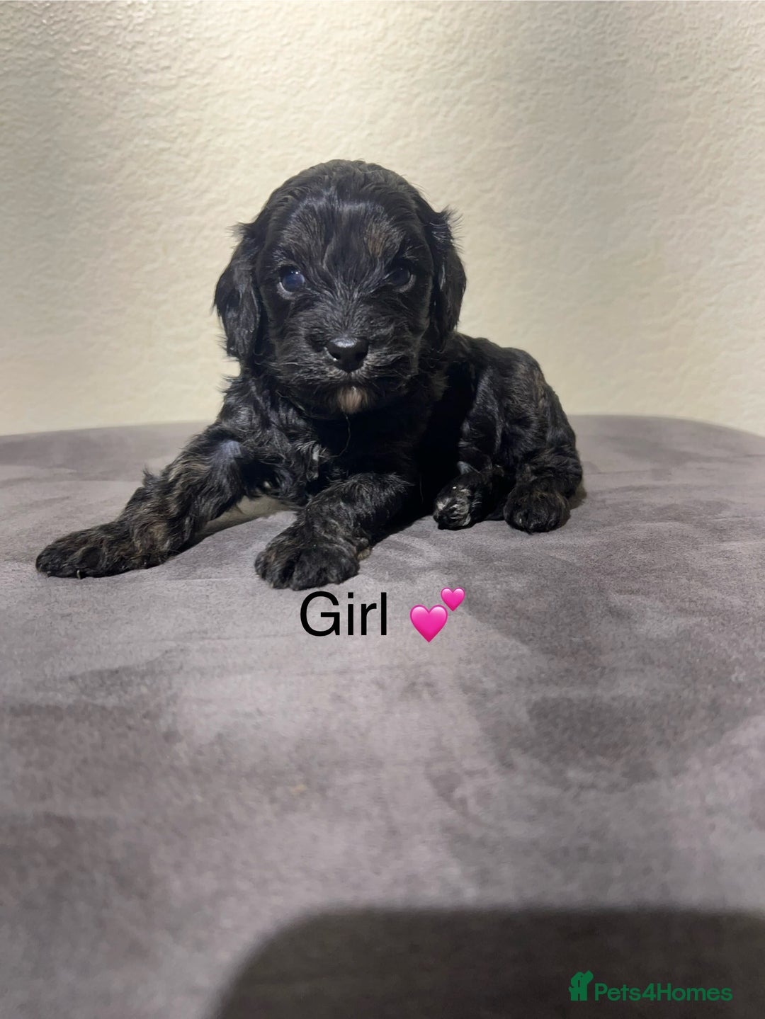 Cavapoo dogs for sale: Health tested cavapoos ready 8th december - Image 8