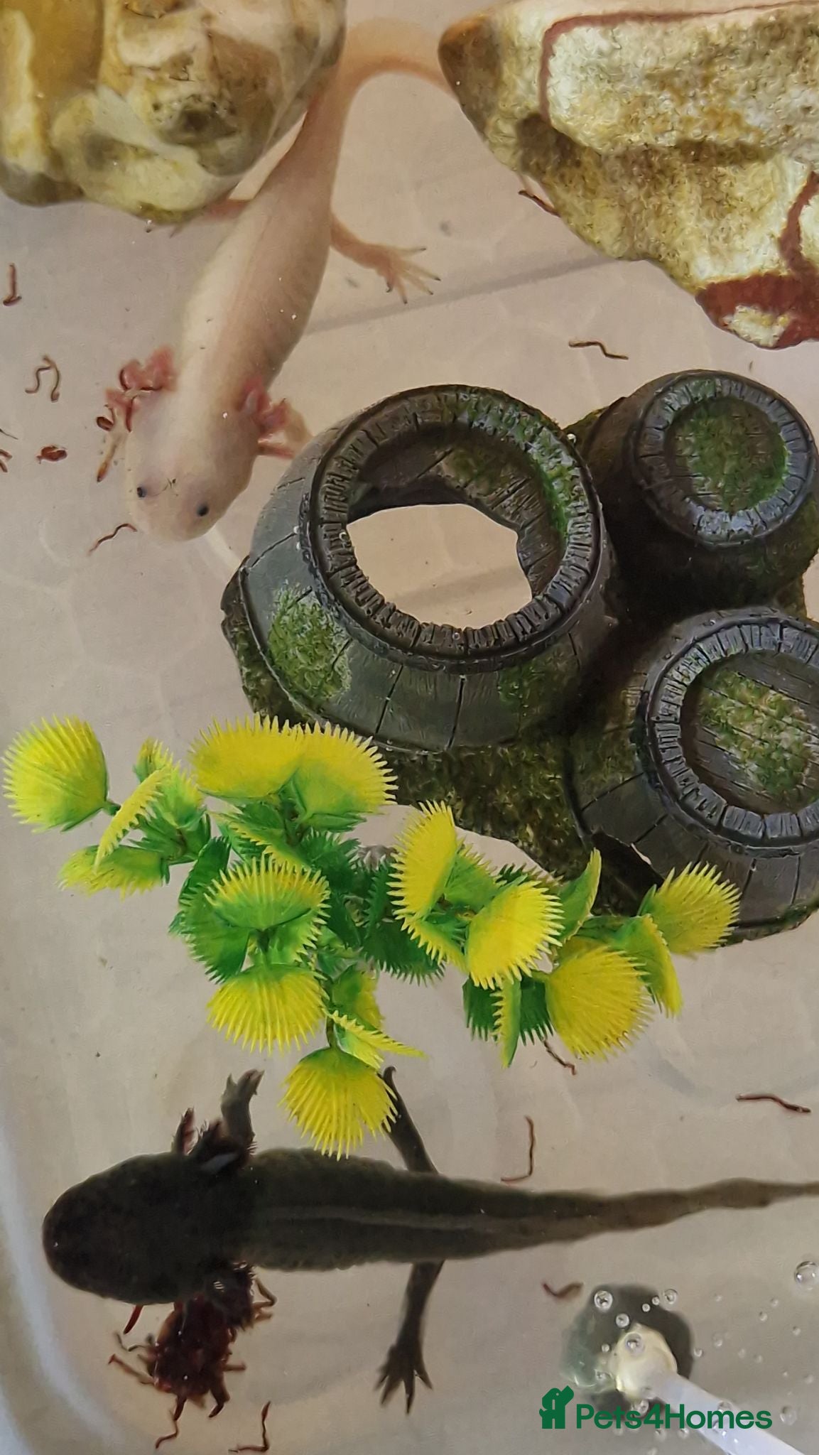 Axolotl reptiles Axolotl (wild & Leucistic) - Advert 2