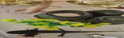 Axolotl reptiles for sale: Axolotl (wild & Leucistic) - Advert 2