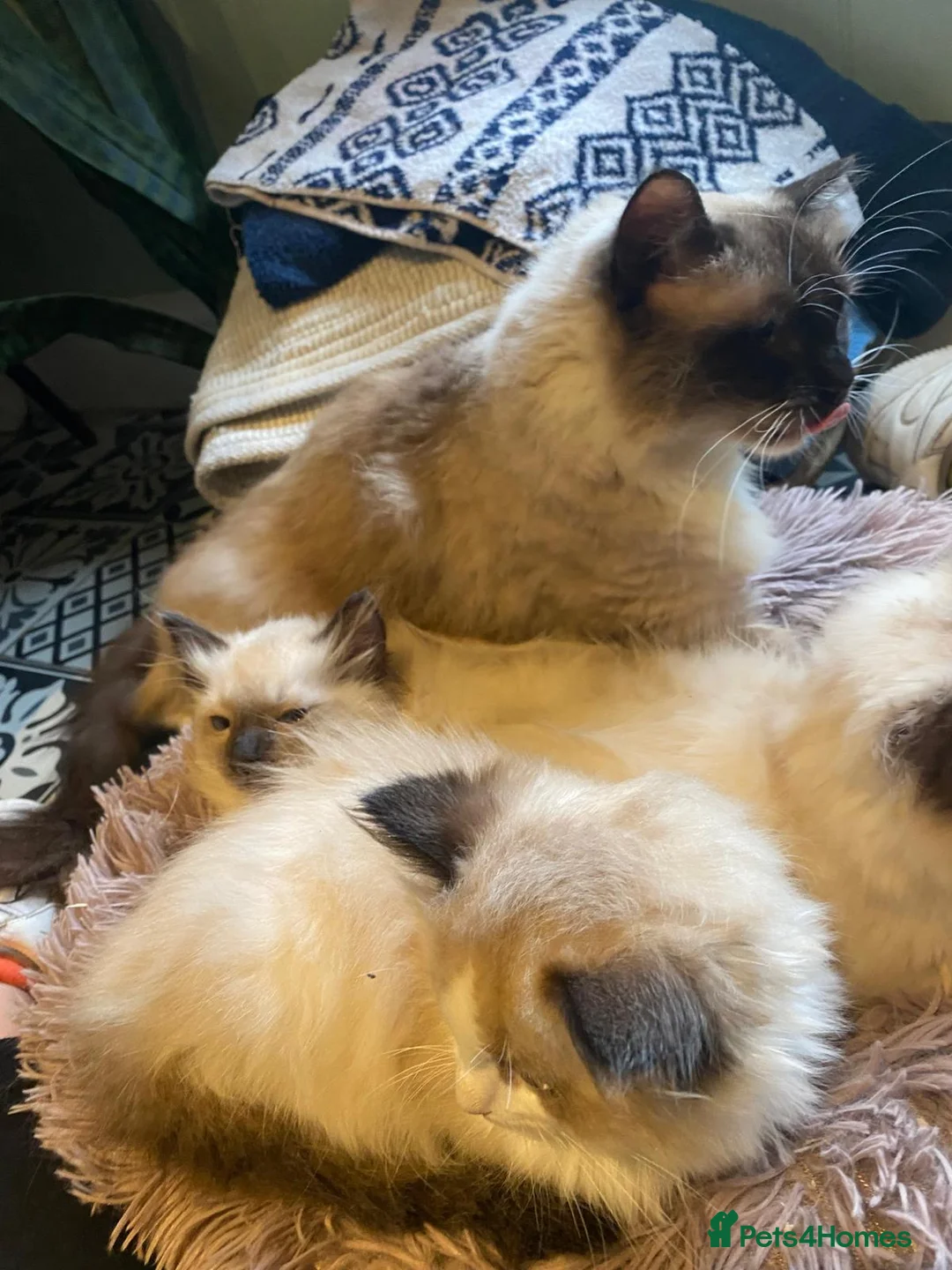 Ragdoll cats for sale: 3x stunning GCCF reg ragdolls remanding.   - Advert 14
