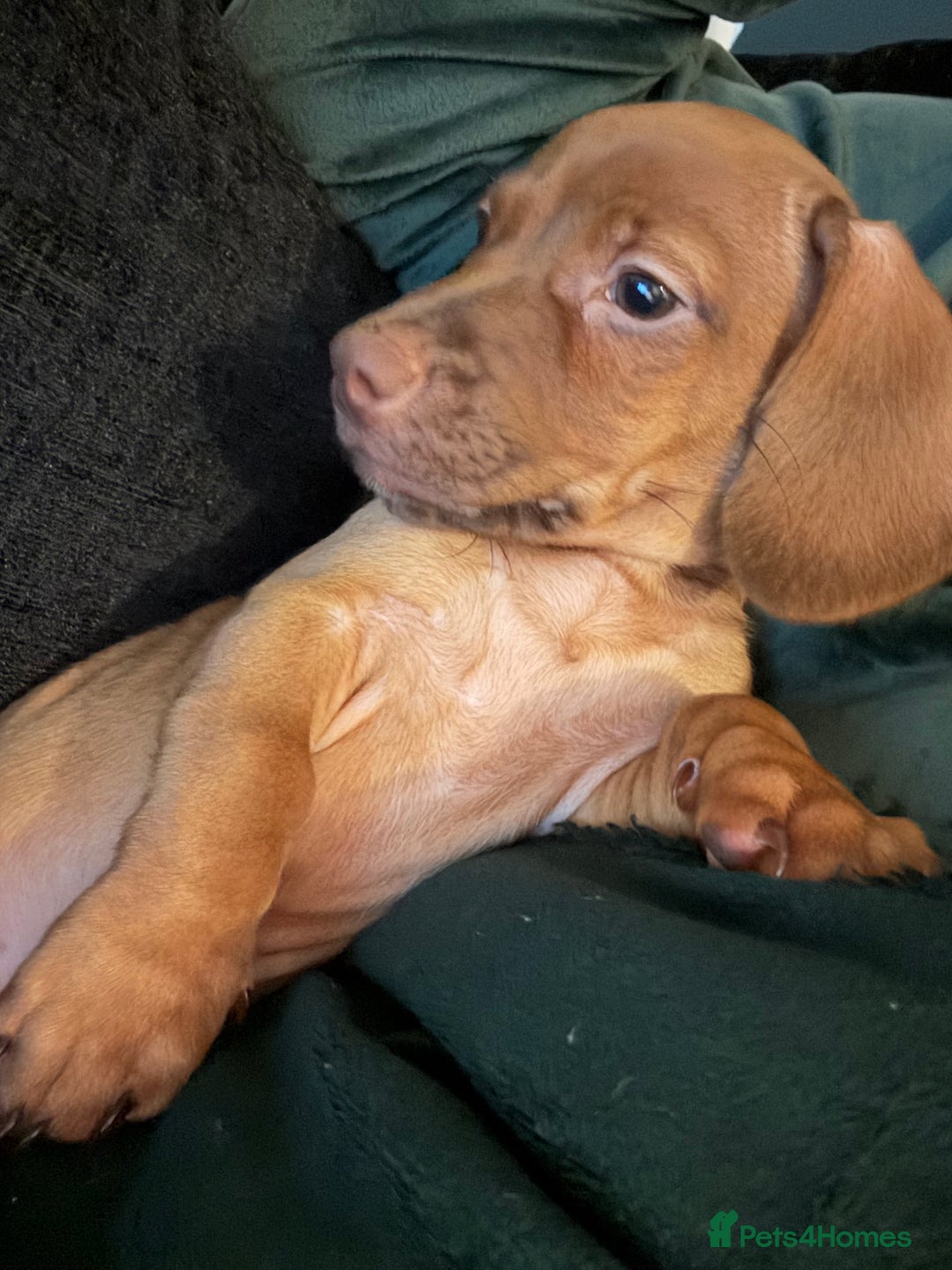 Dachshund dogs for sale:  Dashcund puppy  - Advert 5