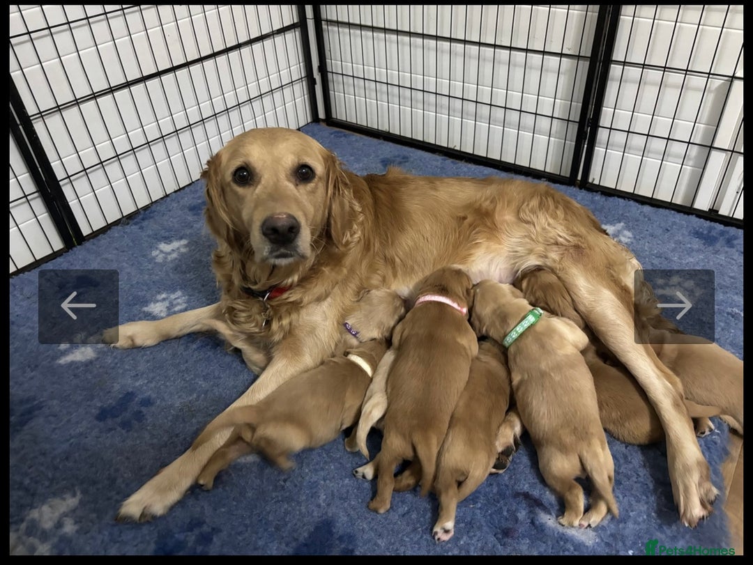 Golden Retriever dogs for sale: KC DNA tested gorgeous golden retriever puppies  - Advert 13