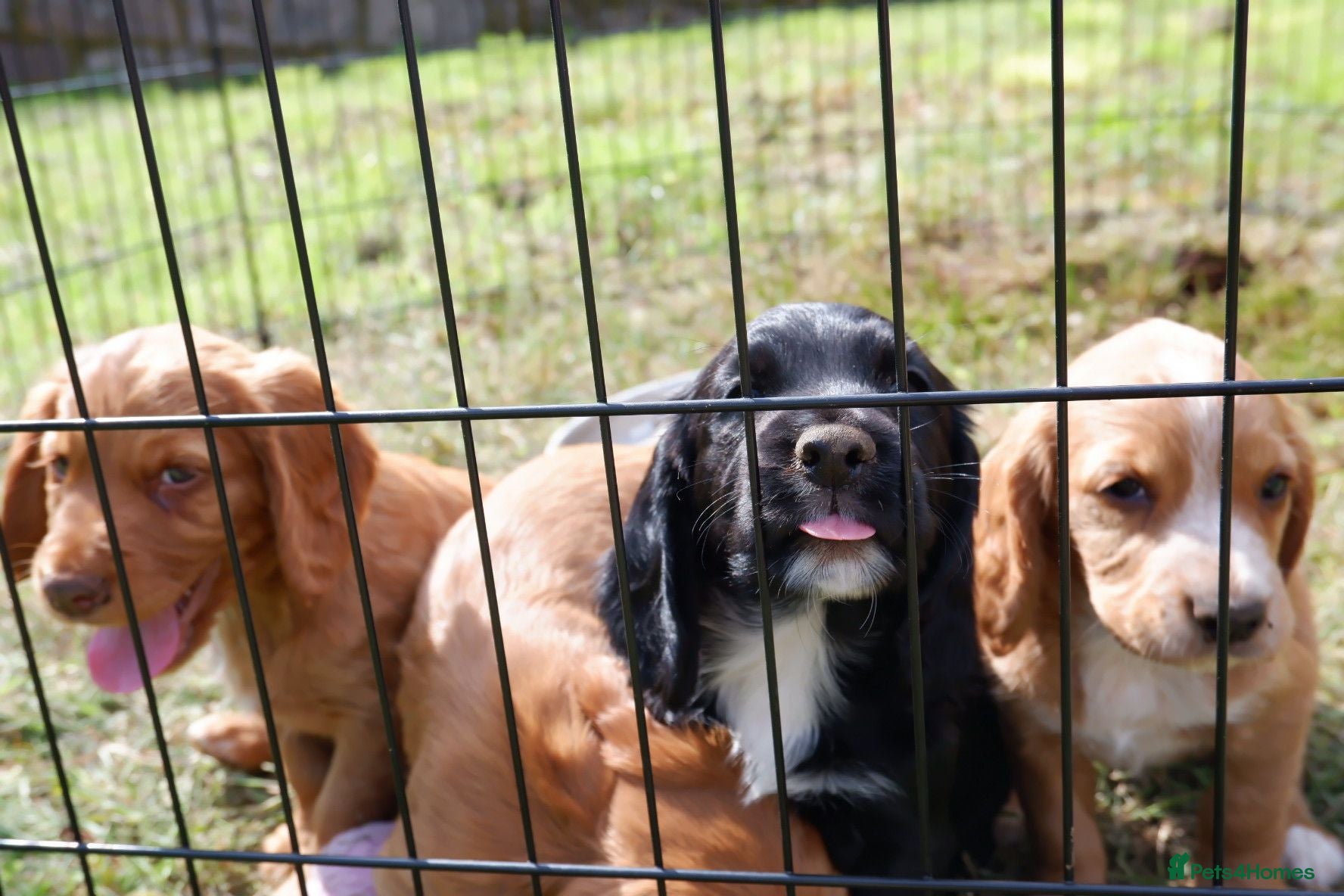 Cocker Spaniel dogs KC working Cocker Spaniel puppies - Advert 2