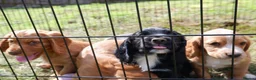 Cocker Spaniel dogs for sale: KC working Cocker Spaniel puppies in Aboyne - Advert 2