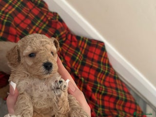 Toy Poodle dogs Toy poodle just one baby left now - Advert 11