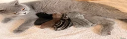 British Shorthair cats for sale: Beautiful British Shorthair Kittens🌸 - Advert 1