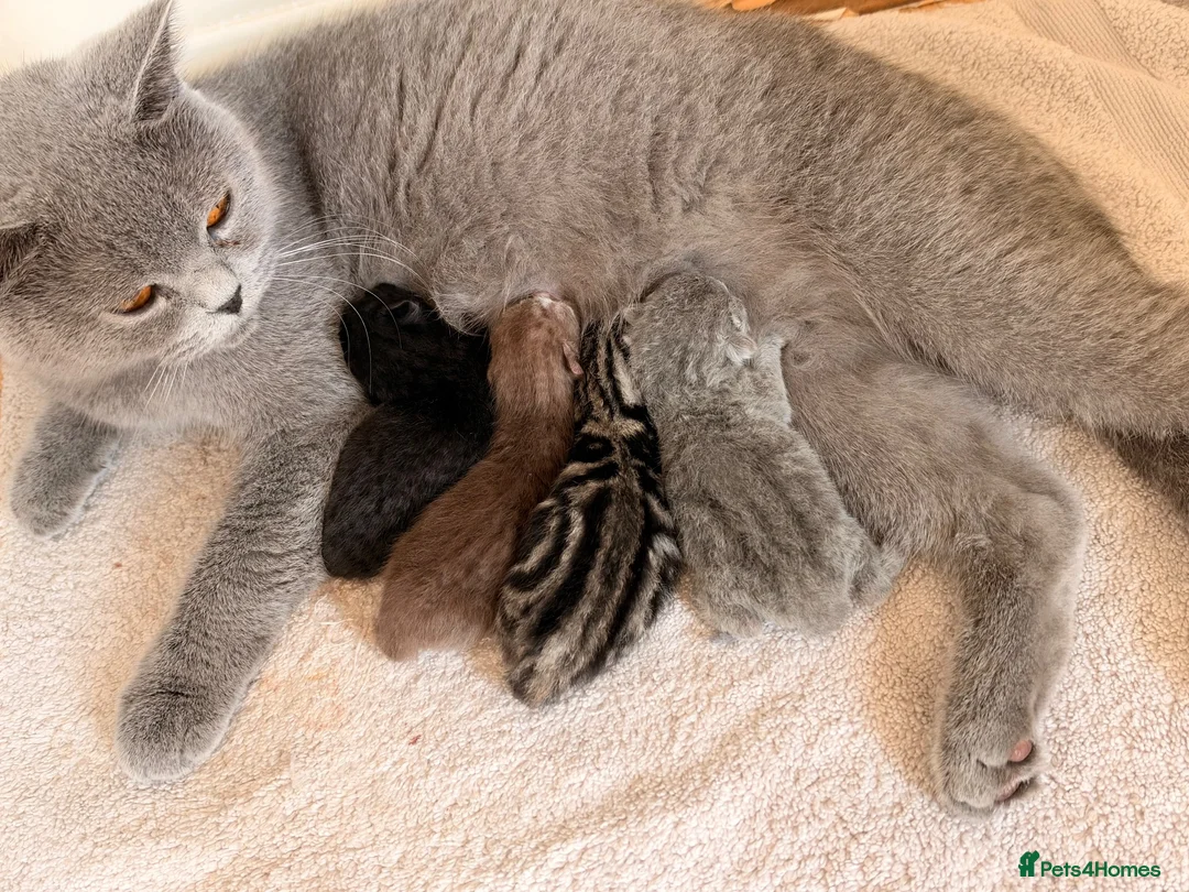 British Shorthair cats for sale: Beautiful British Shorthair Kittens🌸 - Advert 1