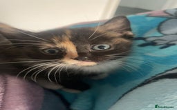 Mixed Breed cats for sale: Beautiful kittens  - Image 8