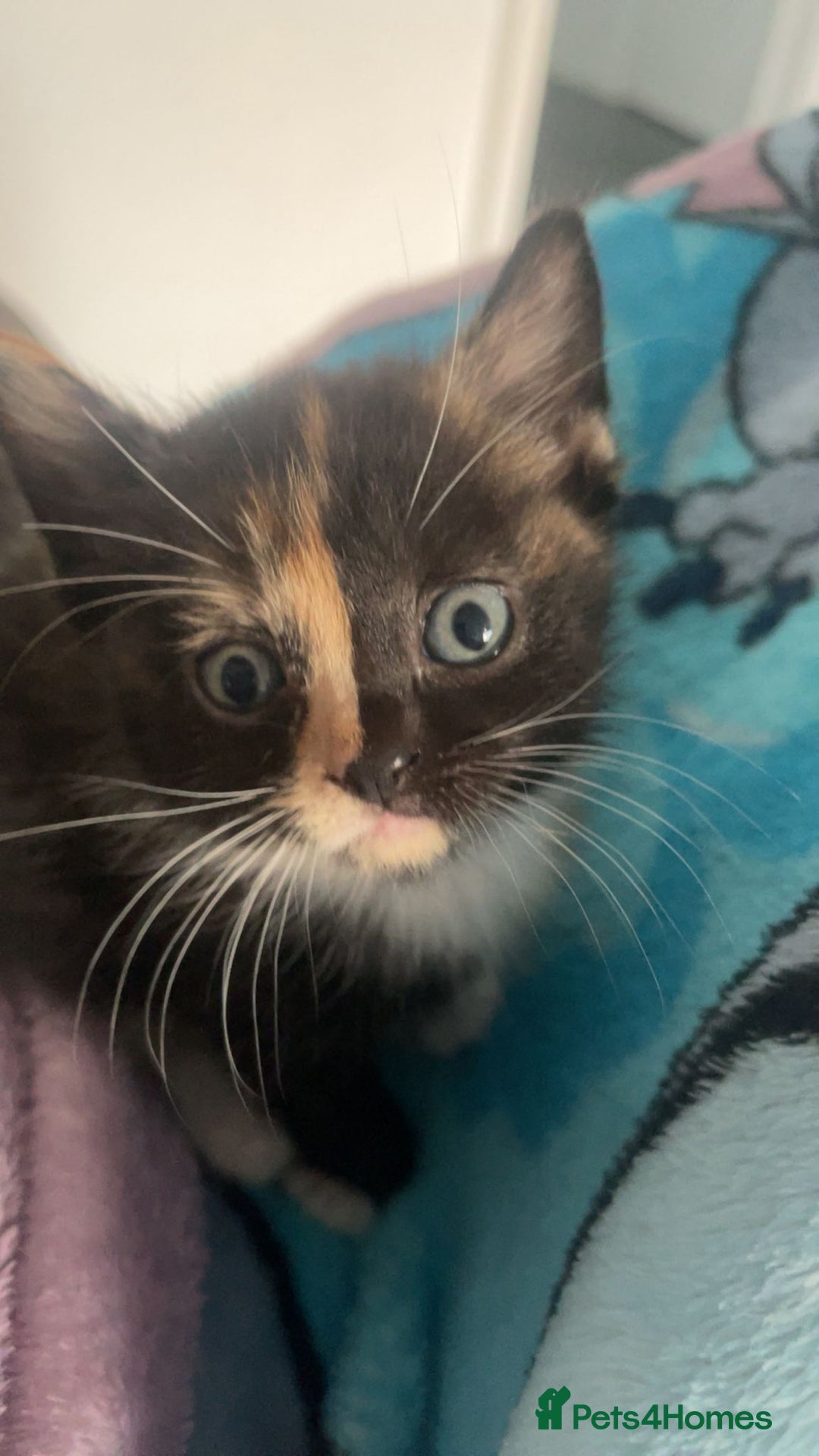 Mixed Breed cats for sale: Beautiful kittens  - Image 8