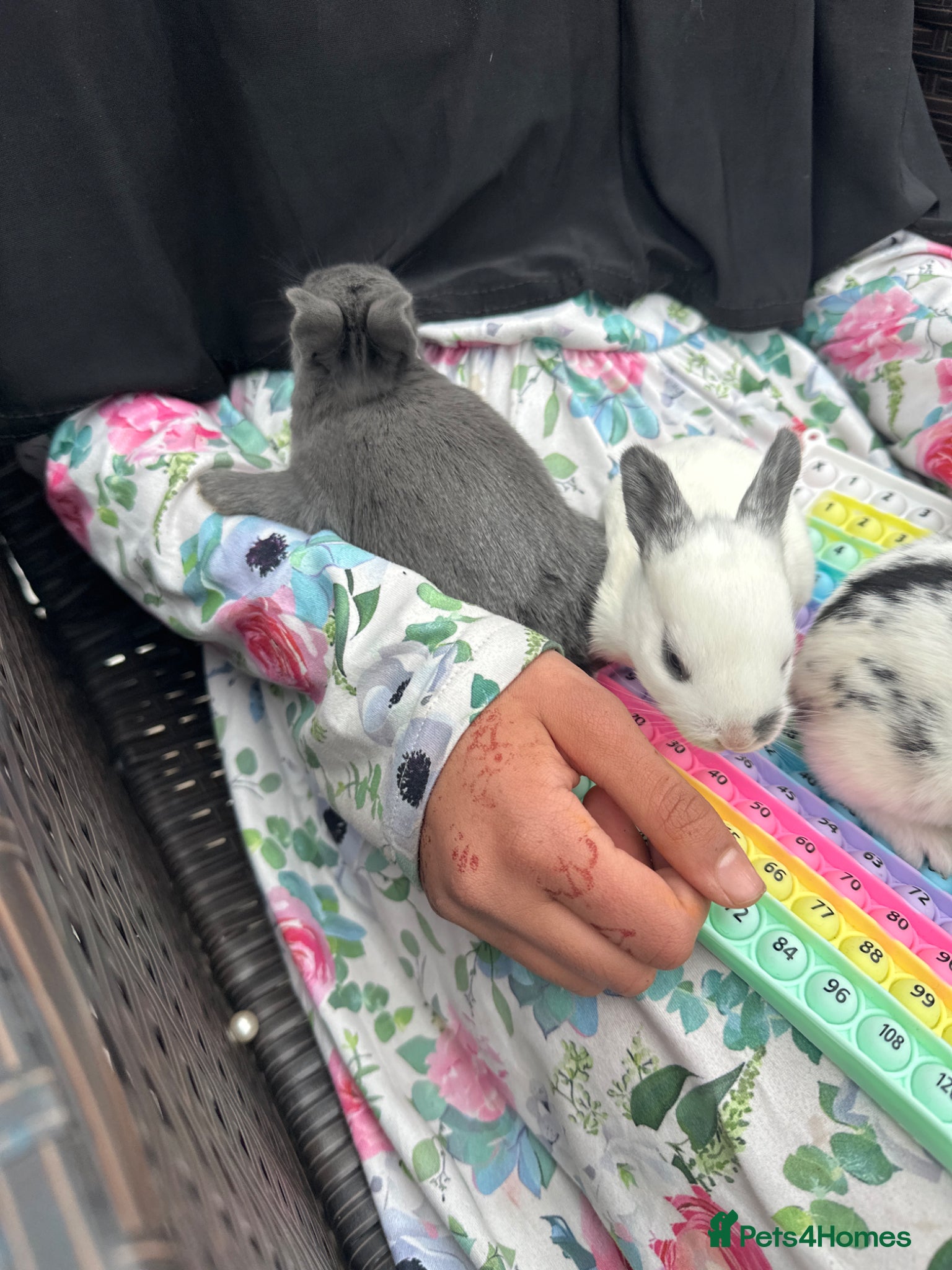 Chickens poultry Bunnies rabbits - Advert 6