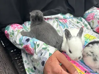 Chickens poultry Bunnies rabbits - Advert 6