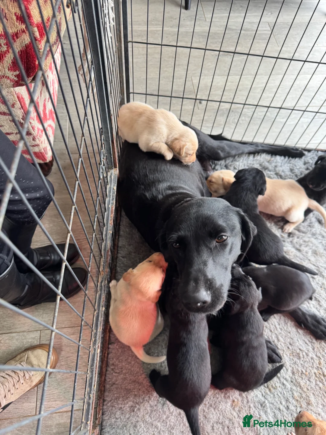 Labrador Retriever dogs for sale: KC Reg. Yellow Bitch Puppy  - Advert 2