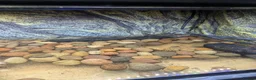 Frog reptiles for sale: Giant African bullfrog with enclosure/setup  in Swadlincote - Advert 5