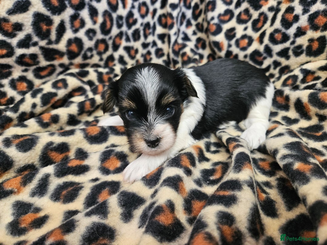 Yorkshire Terrier dogs for sale: 🤎 DNA tested parents 🤎 Yorkie puppies  - Advert 15