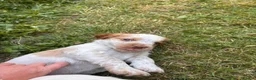 Mixed Breed dogs for sale: Clumber x Puppies  - Advert 23